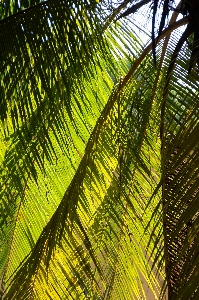 木 自然 ブランチ 植物 写真