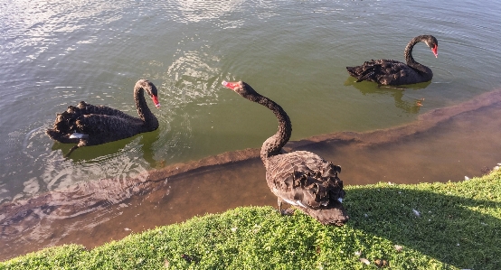 水 自然 アウトドア 鳥 写真