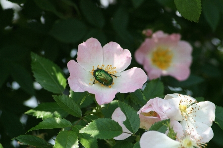 Nature blossom plant flower Photo