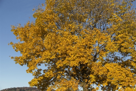 Tree nature branch plant Photo