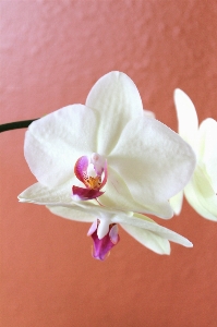 Nature blossom plant white Photo