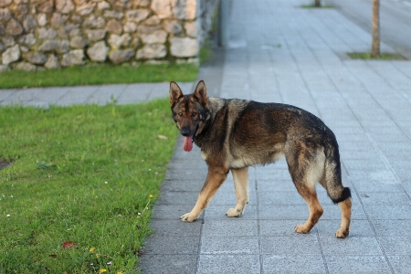 Nature street dog animal Photo