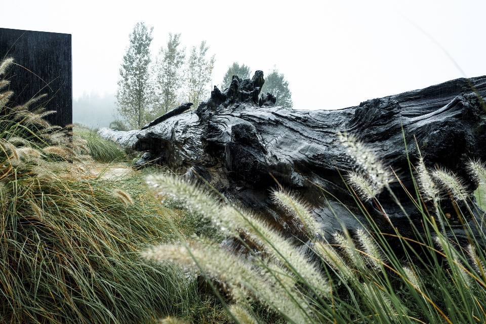 Arbre herbe usine pluie