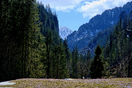 Фото пейзаж дерево природа лес