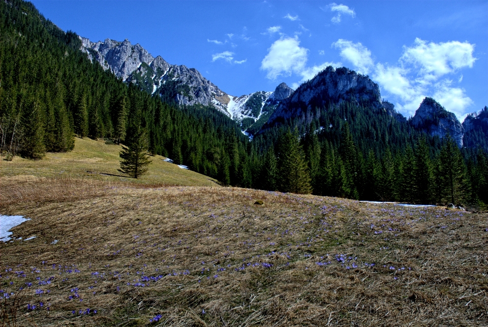 Landschaft baum natur wald