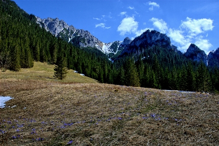 Landscape tree nature forest Photo