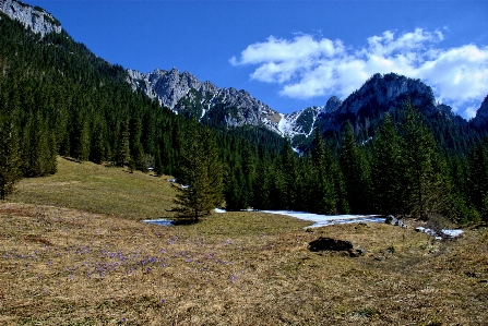 Фото пейзаж дерево природа пустыня
