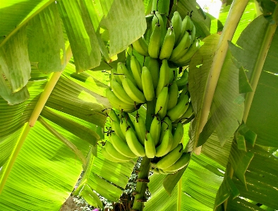 Foto Pohon alam tanaman buah