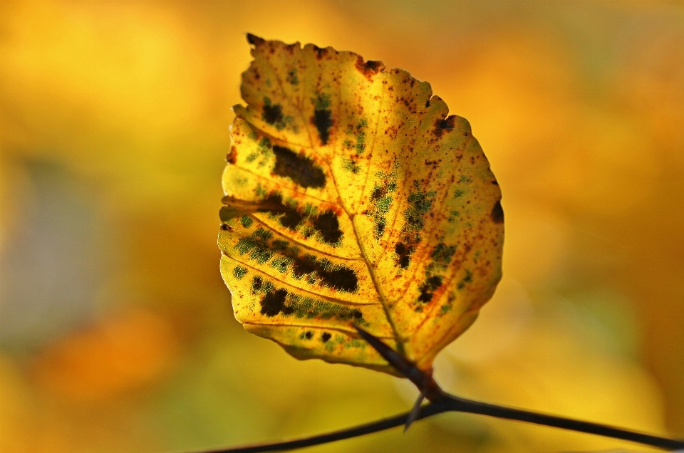 Tree nature branch light