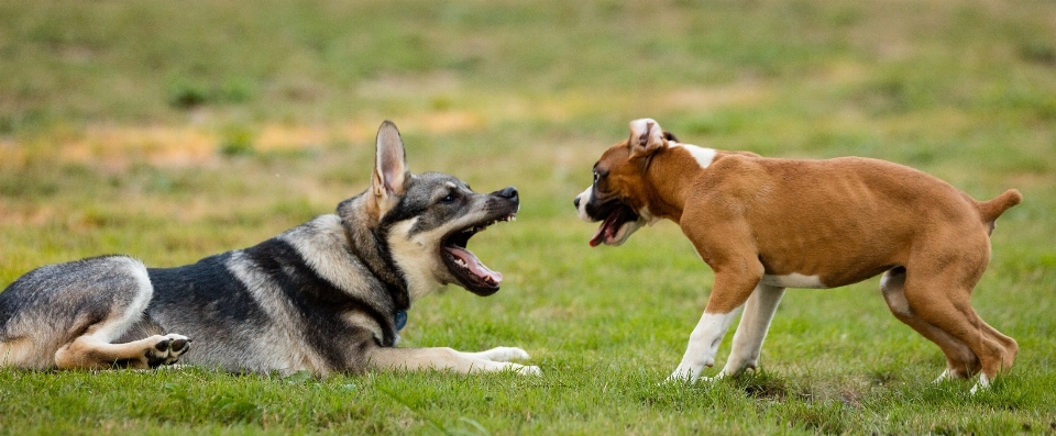 Herbe jouer chien mignon