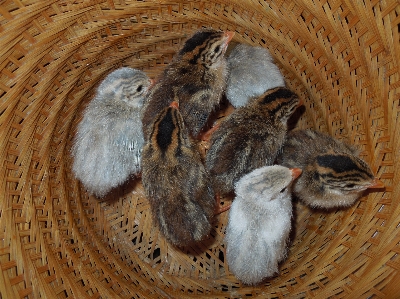 鳥 白 農場 動物 写真