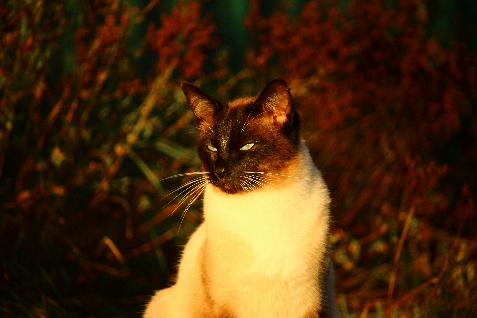 小猫 猫 秋天 哺乳动物