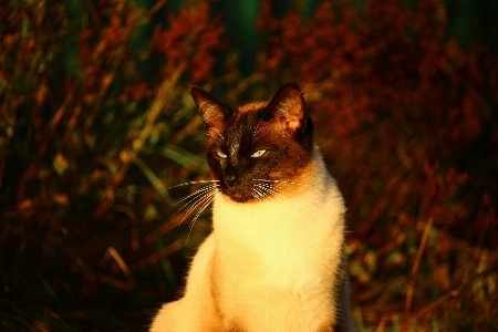 Foto Anak kucing musim gugur mamalia