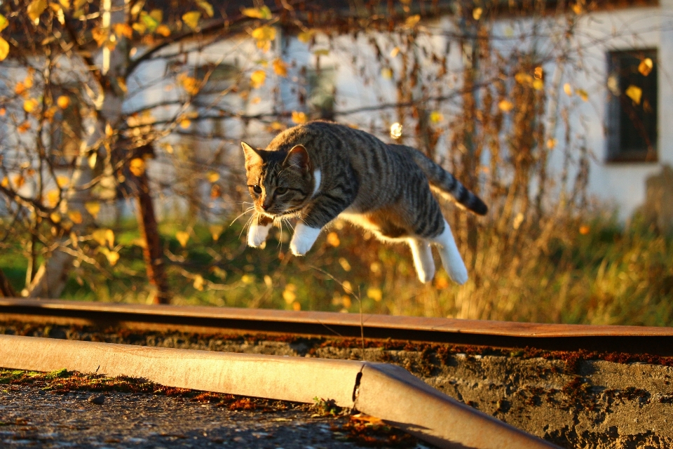 Nature leaf wildlife kitten