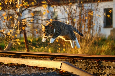 Nature leaf wildlife kitten Photo