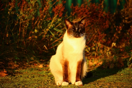 子猫 猫 秋 哺乳類 写真