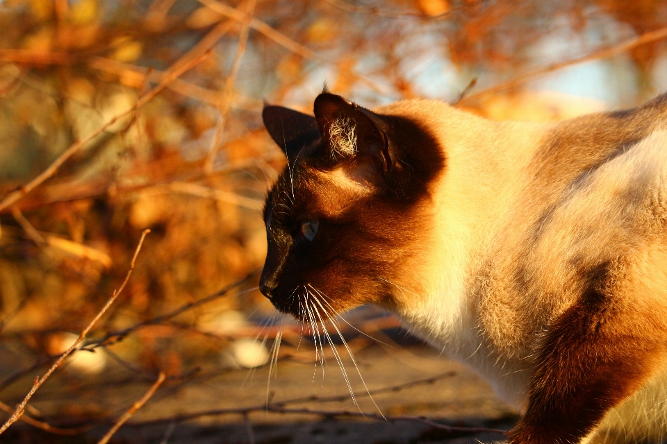 Kitten cat autumn mammal