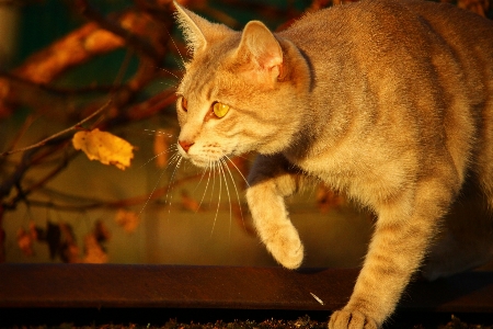 子猫 猫 秋 哺乳類 写真