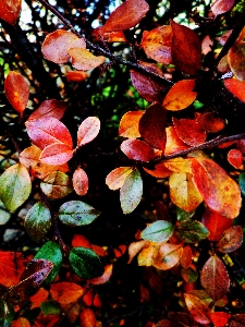 木 自然 ブランチ 植物 写真