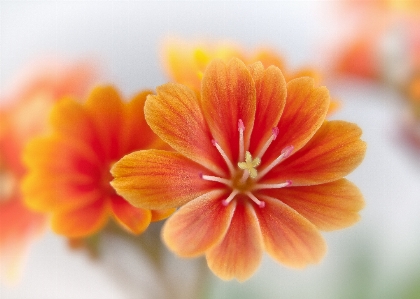 Blossom plant photography flower Photo