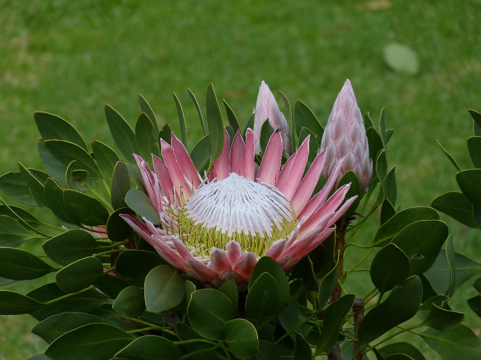 花 植物 花弁 咲く