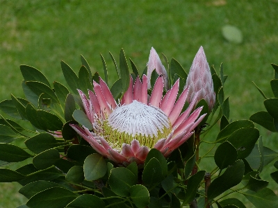 Blossom plant flower petal Photo