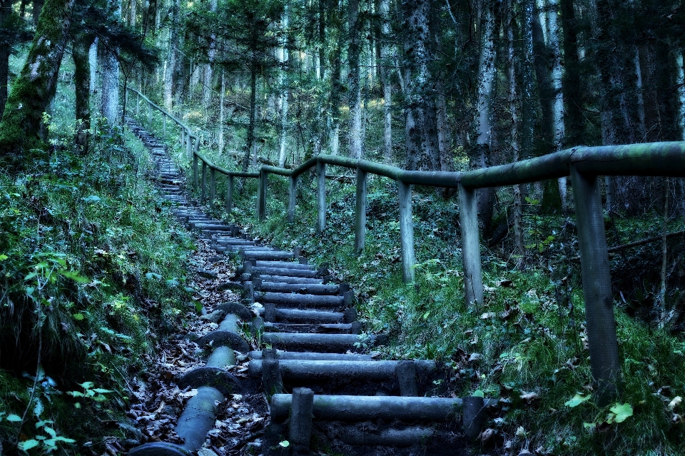 Landscape tree nature forest