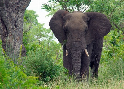 Adventure animal wildlife jungle Photo