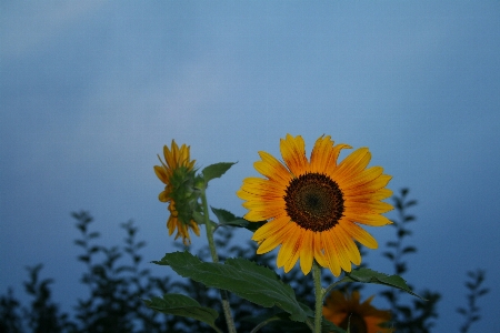 Nature blossom plant sky Photo