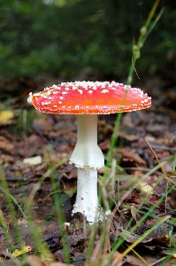 Nature forest flower autumn Photo