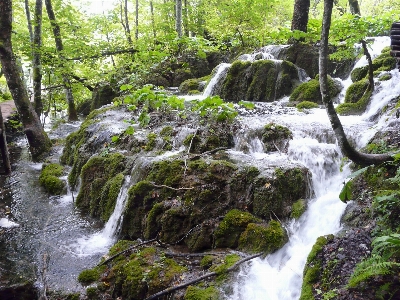 Foto Air alam hutan terjun