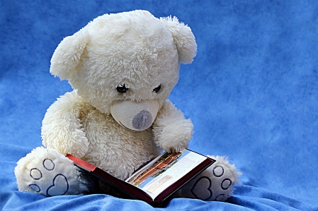 Book read white bear Photo