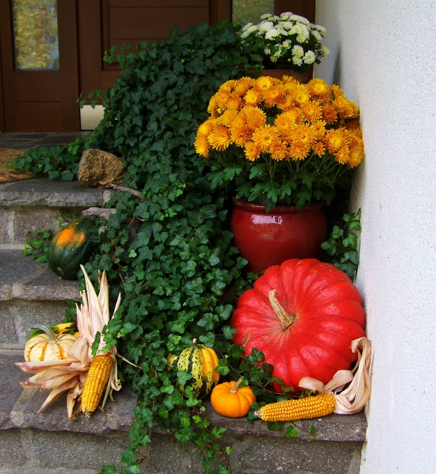 植物 花 食べ物 生産