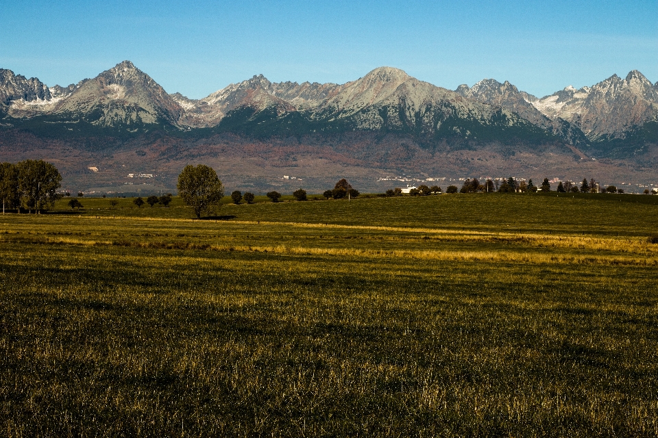 Paisagem árvore natureza grama