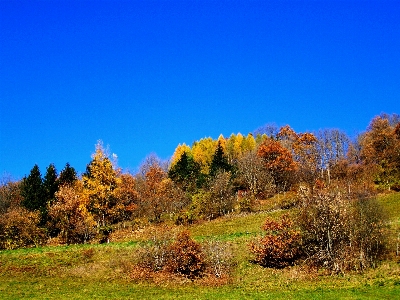 風景 木 自然 森 写真