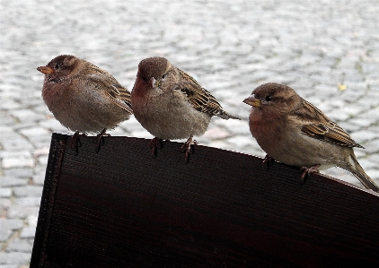 Nature bird wing wildlife Photo