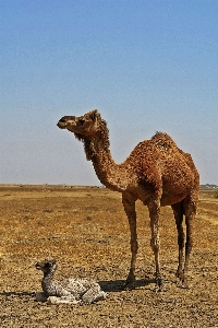 Prairie desert kid wildlife Photo