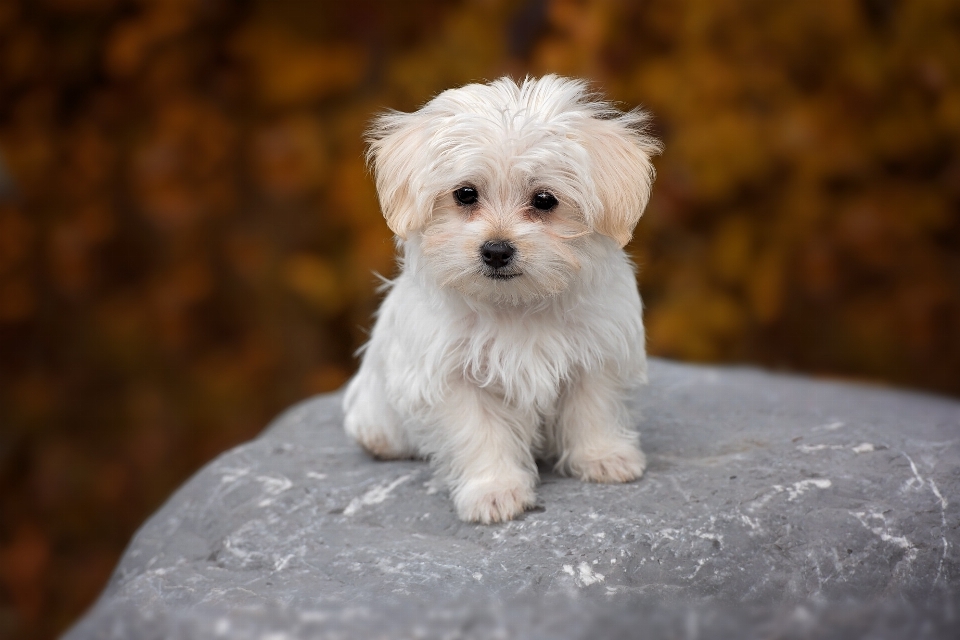 White sweet puppy dog