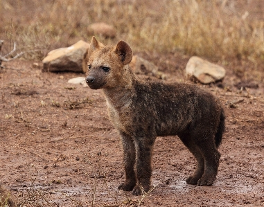 Foto Margasatwa mamalia predator fauna