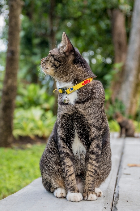 Fauna silvestre gatito gato mamífero