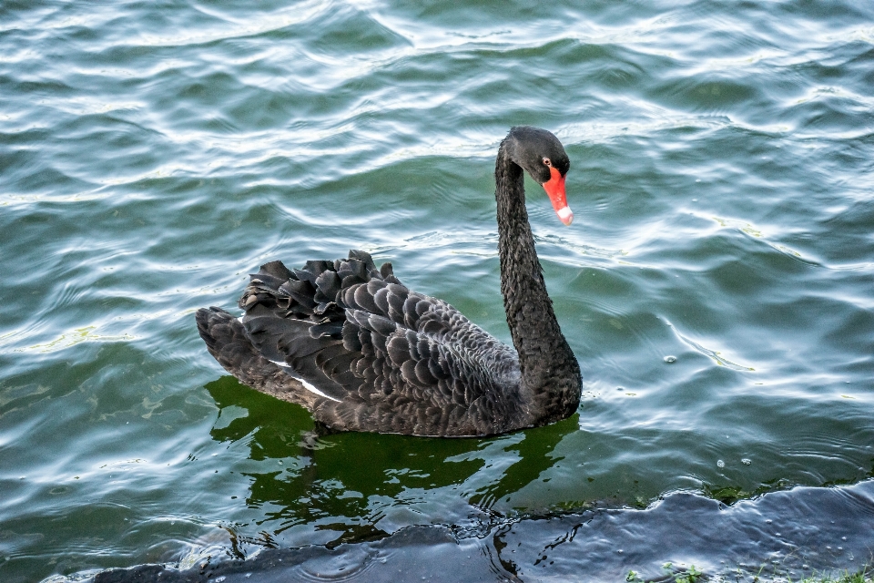 Sea water nature bird