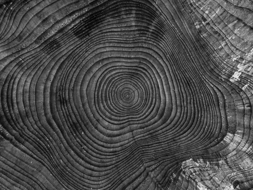 Tree nature abstract black and white