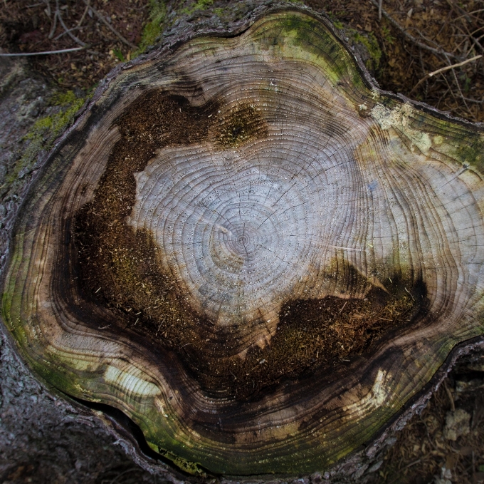 Baum natur rock abstrakt