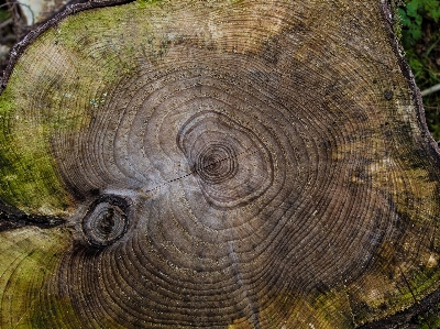 Tree nature abstract plant Photo