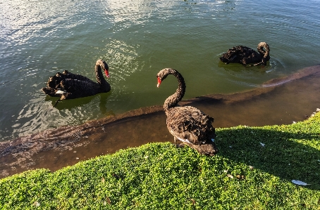 水 自然 アウトドア 鳥 写真