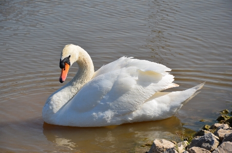 Water bird wing boat Photo