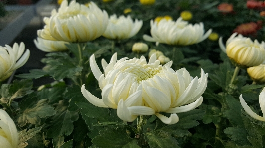 Foto Plantar flor pétala botânica
