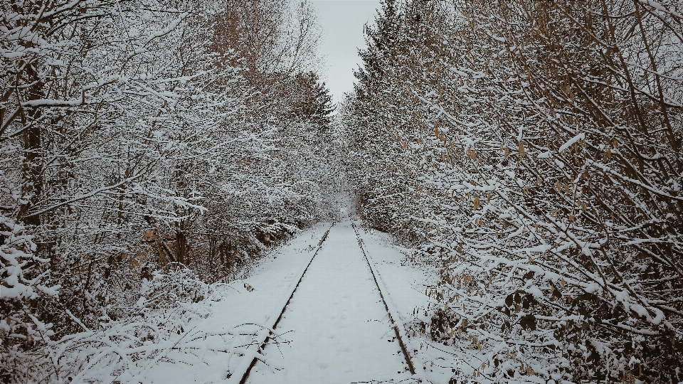 Paisagem árvore floresta filial