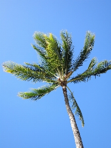 Tree nature branch plant Photo