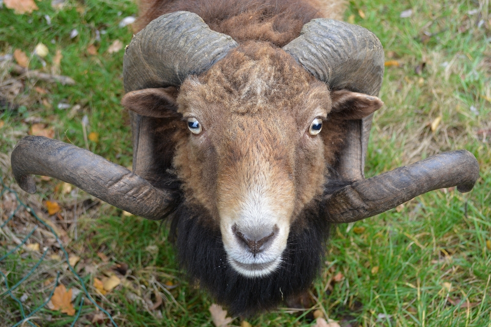 Nature herbe animal faune